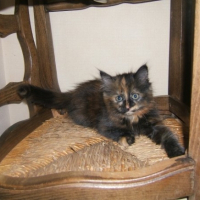 Photo #195457 de Minette