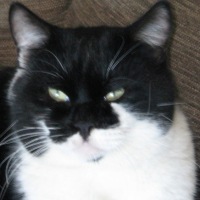 Photo #195464 de Bob