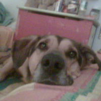 chien_3_