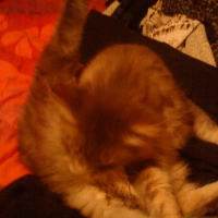 Photo #195529 de Banabis