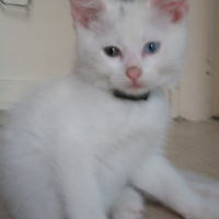 Photo #195532 de Catouss