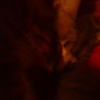 Photo #195534 de Banabis