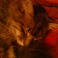 Photo #195538 de Banabis