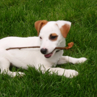 Diablo dans le jardin