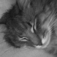 Photo #195555 de Banabis