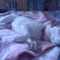 Photo #195565 de Diablo