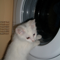 Photo #195576 de Gizmo