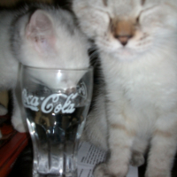 Photo #195584 de Catouss