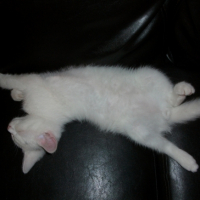 Photo #195593 de Gizmo