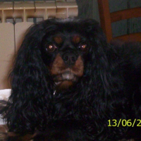 Photo #195670 de Viva