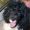 Eden caniche bi colore naine