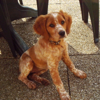 Photo #195676 de Cora