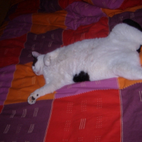 Photo #195680 de Zizou