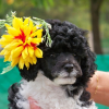 flamenca ....