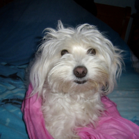 Photo #195705 de Diabolo