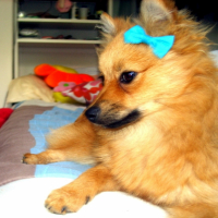 Photo #195706 de Douna