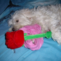 Photo #195712 de Diabolo