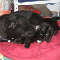 Photo #195741 de Skuaw