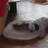 le chien dort avec le chat