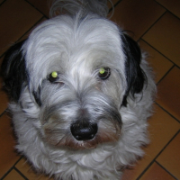 Photo #195847 de Scoty