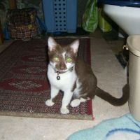 Photo #195877 de Chocolat