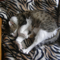 Photo #195936 de Simba