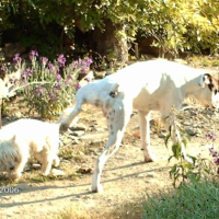 Photo #195955 de Veron