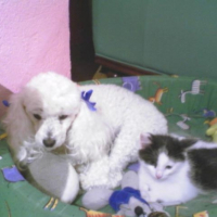 Photo #195983 de Praline