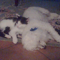 Photo #195984 de Praline