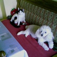 Photo #195986 de Praline