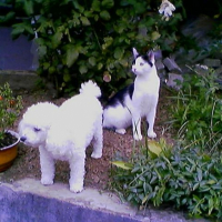 Photo #195989 de Praline