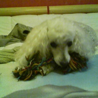 Photo #195990 de Praline