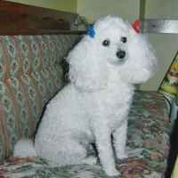 Photo #195999 de Praline