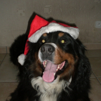 Photo #196024 de Voltaire