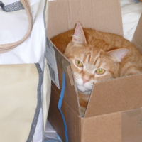 Photo #196069 de Kitty