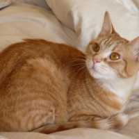 Photo #196073 de Kitty