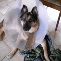 Photo #196078 de Rex