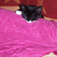 Photo #196096 de Filoute