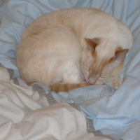 Photo #196098 de Sirius
