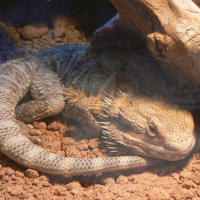 Photo #196127 de Godzila