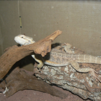 Photo #196131 de Godzila