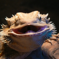 Photo #196133 de Godzila