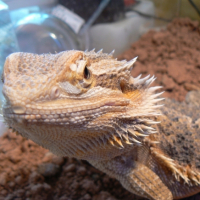 Photo #196144 de Godzila