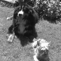 Photo #196145 de Kass