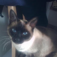 Photo #196161 de Diésel