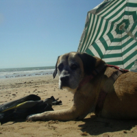 Photo #196163 de Paf