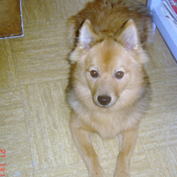 mon roro