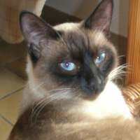 Photo #196173 de Diésel