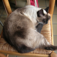 Photo #196194 de Diésel