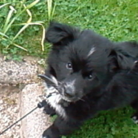 Photo #196256 de Snoopy
